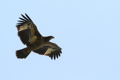 Haliaeetus leucoryphus