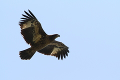 Haliaeetus leucoryphus