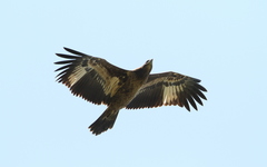 Haliaeetus leucoryphus