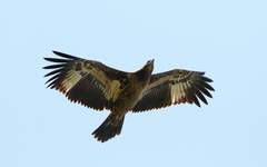 Haliaeetus leucoryphus