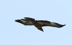 Haliaeetus leucoryphus