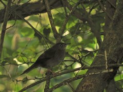 Bradypterus sylvaticus