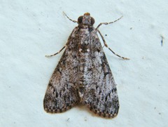 Salma melapastalis