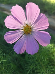Cosmos bipinnatus