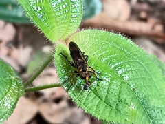 Laphriini