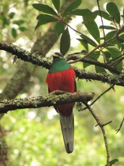 Apaloderma narina