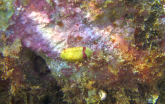 Rhyssoplax olivacea