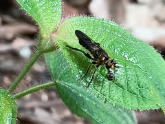 Laphriini