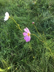 Cosmos bipinnatus
