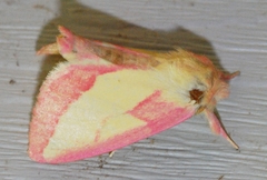 Hyparpax aurora