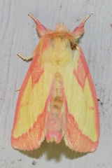Hyparpax aurora
