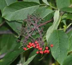 Sambucus kamtschatica