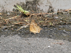 Polygonia c-aureum lunulata