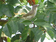 Vireo altiloquus
