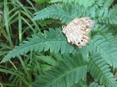 Neope goschkevitschii