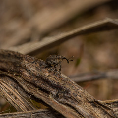 Glocianus