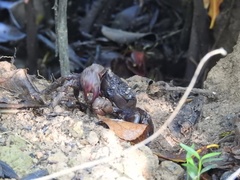 Episesarma chentongense