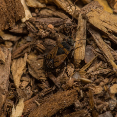 Trapezonotus desertus