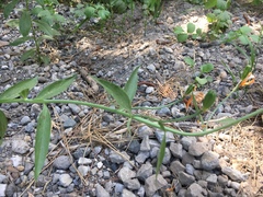 Lilium parvum