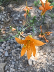 Lilium parvum