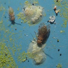 Ectopsocus meridionalis