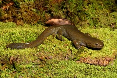 Japanese Black Salamander photo 1