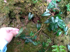 Asarum taipingshanianum