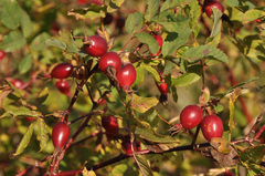 Rosa glabrifolia