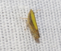 Scaphytopius elegans