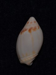 Amalda marginata