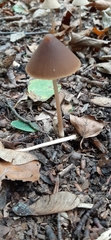 Parasola conopilea