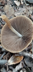 Parasola conopilea