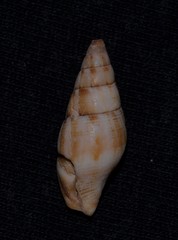 Mitridae