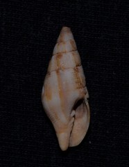 Mitridae
