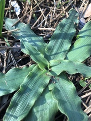 Cyanella hyacinthoides