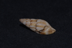 Mitridae