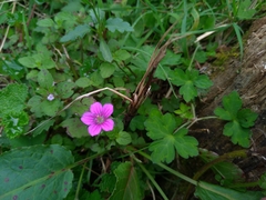 Geranium nepalense thunbergii