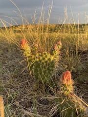 Opuntia cymochila