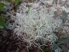 Alectoria ochroleuca