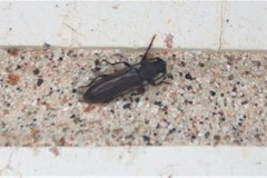 Geropa concolor
