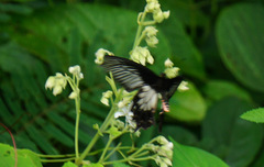 Pachliopta pandiyana