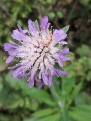 Knautia arvensis