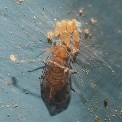 Ectopsocus meridionalis