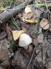 Thaxterogaster porphyropus