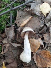 Thaxterogaster porphyropus