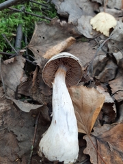 Thaxterogaster porphyropus