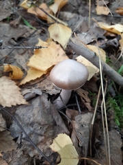 Thaxterogaster porphyropus