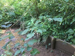 Clerodendrum trichotomum