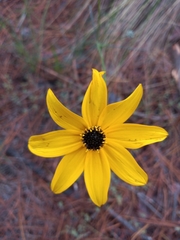 Bidens angustissima
