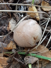 Thaxterogaster porphyropus